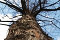 Taxodium distichum-2 Cypryśnik błotny